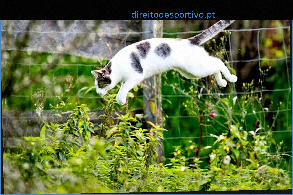 Dia Mundial do Gato: Protetores dos Animais defendem castração de gatos de vida livre